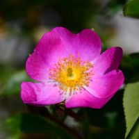 Diggy´s Rambler Diggy´s Rambler