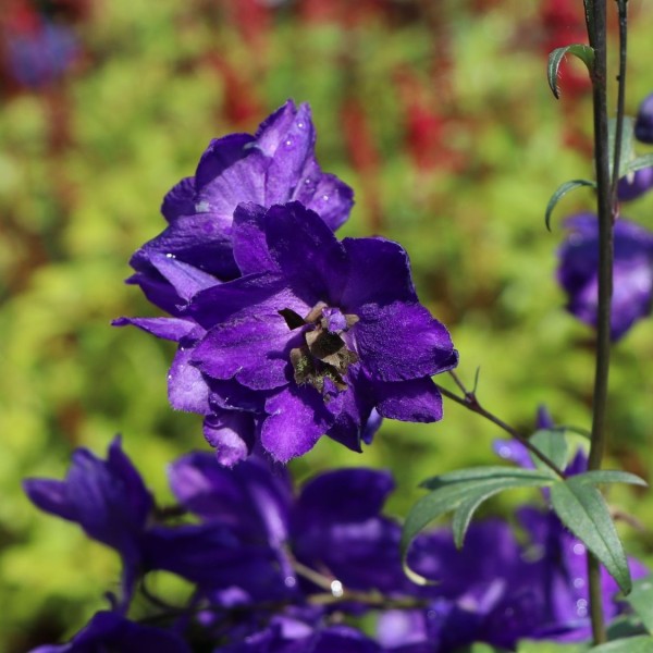 Delphinium Pacific Hybr. ´Black Knight`