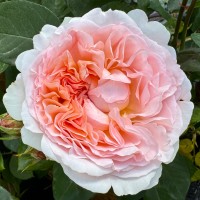 Märchenzauber Märchenzauber