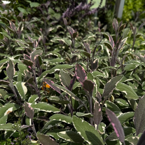 Salvia officinalis 'Tricolor'
