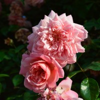 Paul Transon Paul Transon