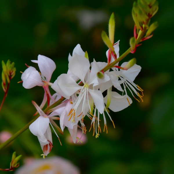 Gaura lindheimerii