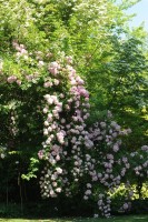 Vorschau: 18005__2 Vorschau: 18005__2