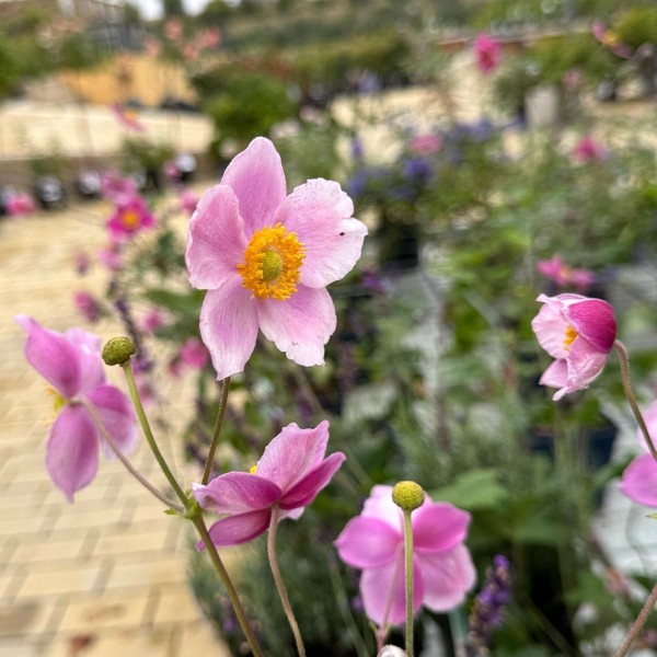 Anemone hupehensis Splendens C2 VR max