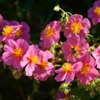 Helianthemum Hybr. Lawrensons Pink Helianthemum Hybr. Lawrensons Pink
