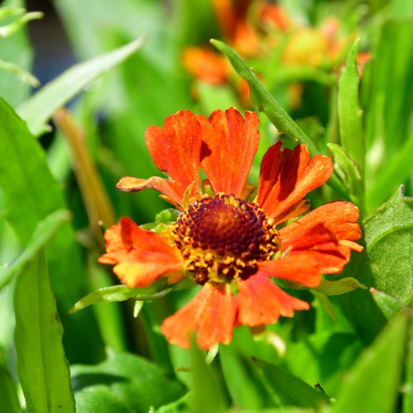 Helenium HayDay Orange (4)
