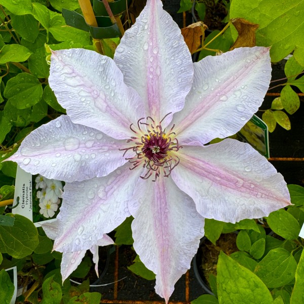 Clematis hyb. Ideal