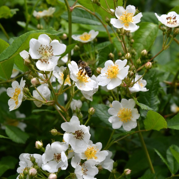 Rosa multiflora