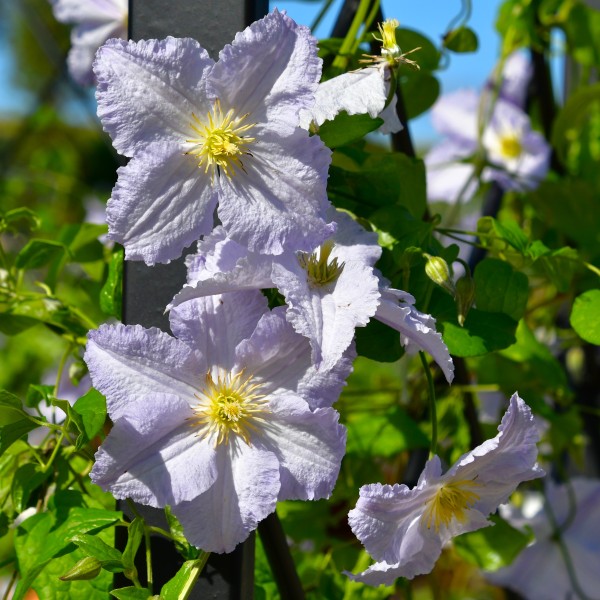 Clematis vitic. Blue Angel