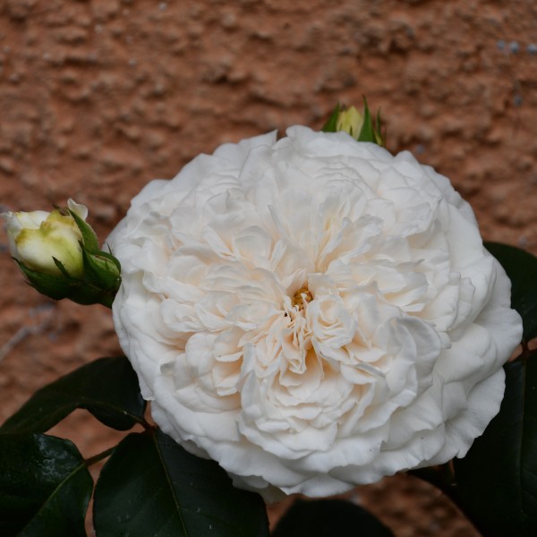 Sombreuil