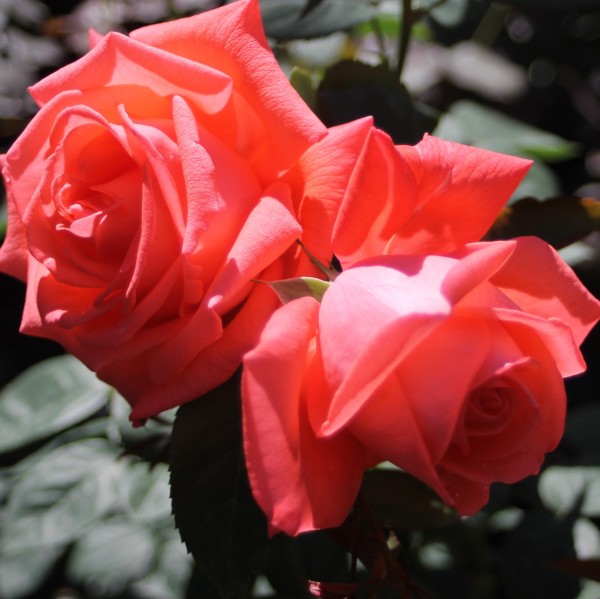 Super Star - Tantau 3