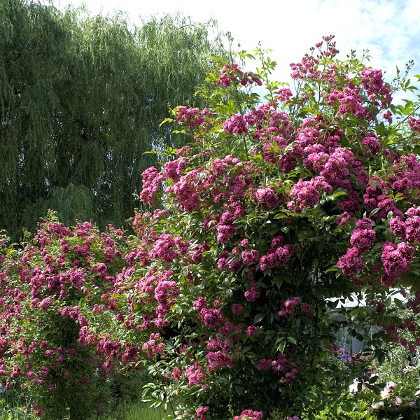 Brewood_Belle_46_Scarmans_Velvet_China