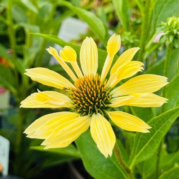 Echinacea purpurea 'Sunrise'