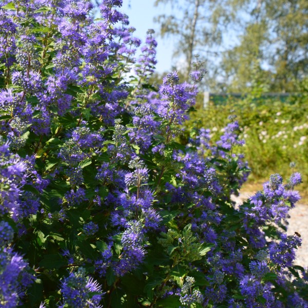 DSC_0019