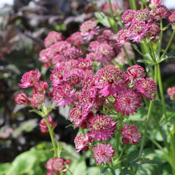 Astrantia ‘