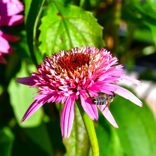 Echinacea purpurea 'Butterfly Kisses'