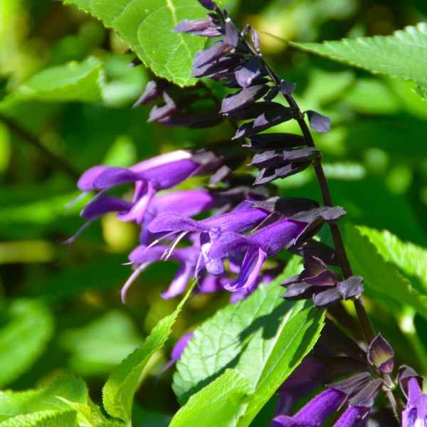 Salvia Amistad