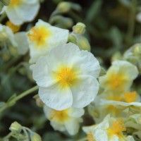 Helianthemum x cultorum 'Snow Queen' / 'Die Braut' Helianthemum x cultorum 'Snow Queen' / 'Die Braut'