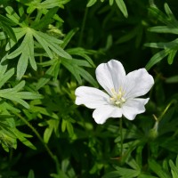 Geranium sanguineum 'Album' (2) Geranium sanguineum 'Album' (2)