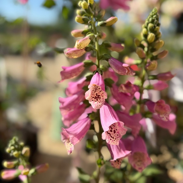 Digitalis purpurea 'Excelsior' C3