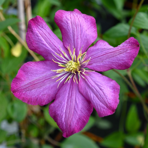 Clematis hyb. 'Ville de Lyon'