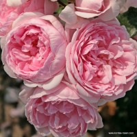 Rose Cinderella 2003_ Rose Cinderella 2003_