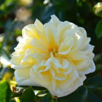 Alberic Barbier Alberic Barbier