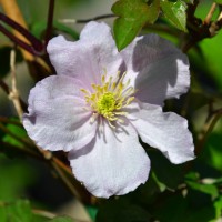Clematis montana 'Shelly' Clematis montana 'Shelly'