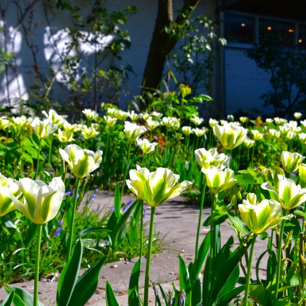 Tulpe_Green (14)