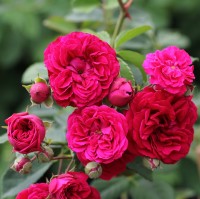 Chevy Chase_Ramblerrose_1 Chevy Chase_Ramblerrose_1