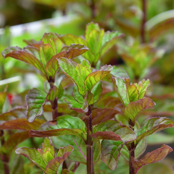 Mentha citrata 5)