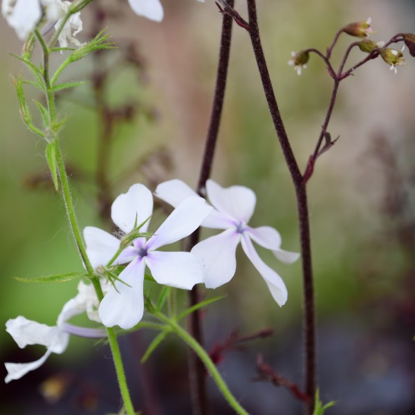 Phlox May Breeze (3)
