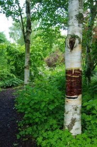 Pavillon und Waldweg