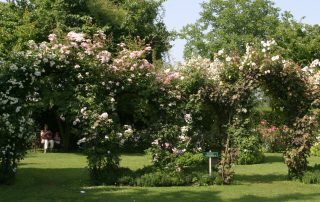 Hochzeitsgarten