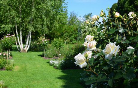 Rosenversuchsgarten