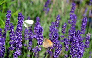 Lavendel Garten (10)