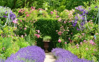 Lavendel Garten (4)