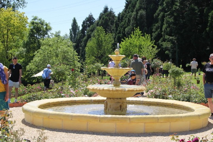 scarmans-rosegarden_2