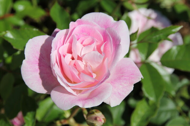 scarmans-rosegarden_4