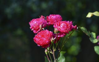 DSC_3297