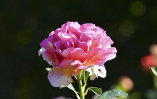 DSC_3503