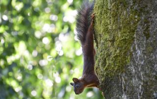 Eichhörnchen (19)